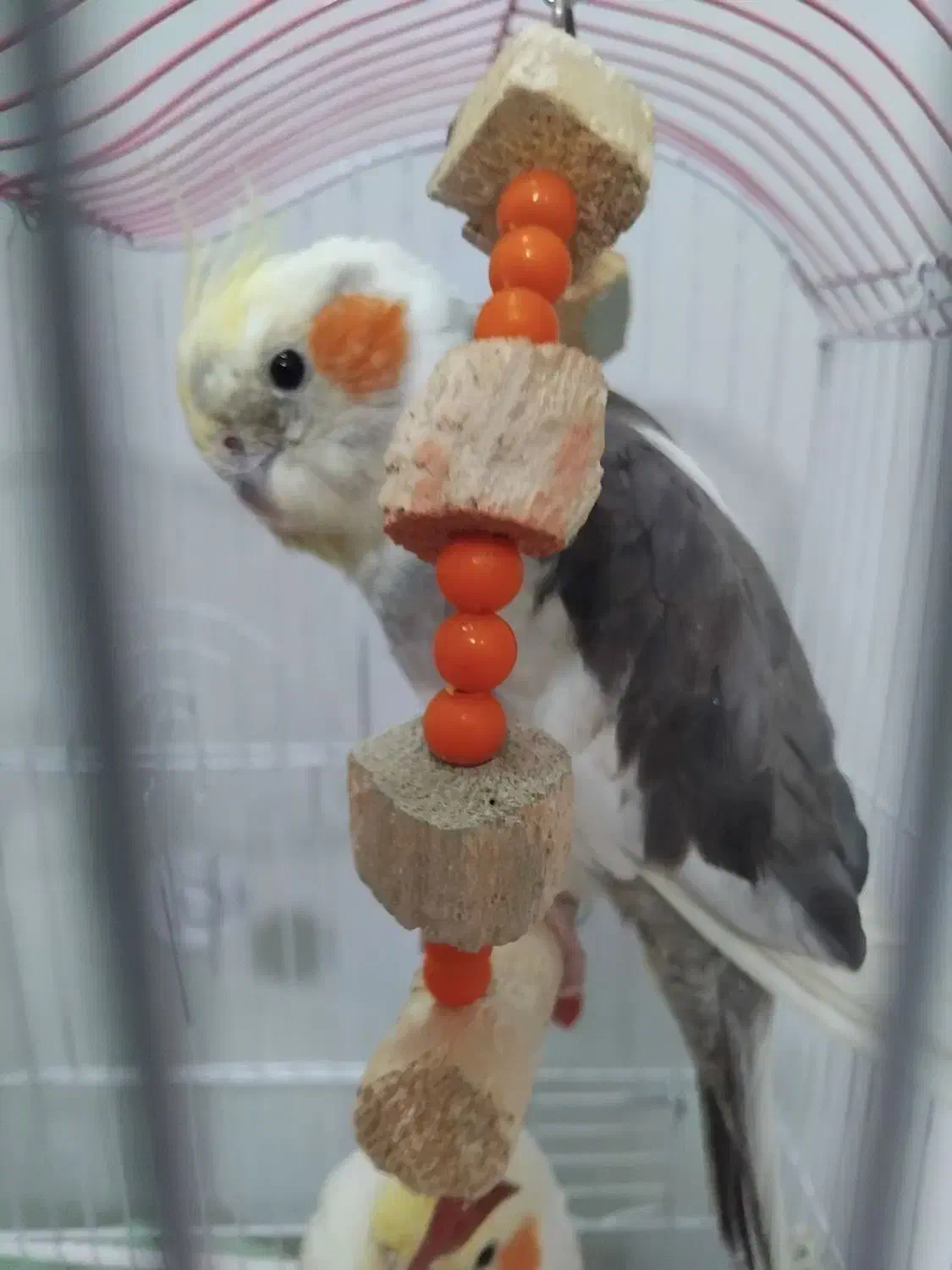 عروس هلندی|پرنده|شبستر, |دیوار