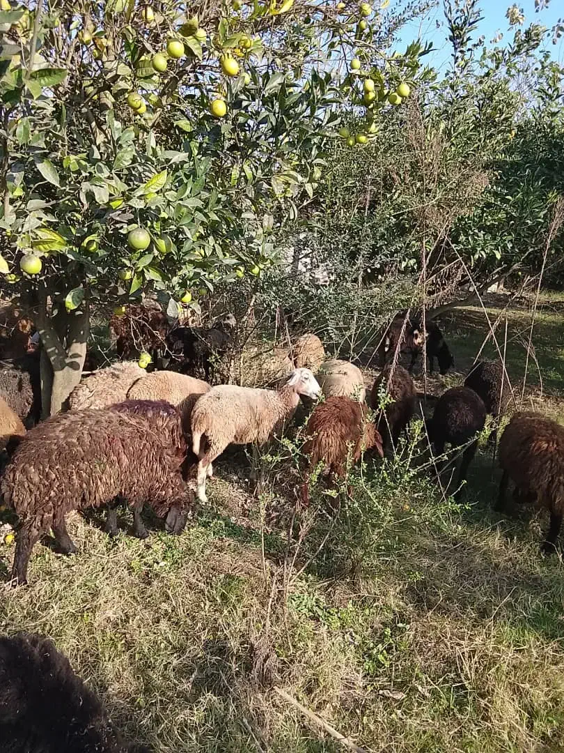 فروش بره افشار|حیوانات مزرعه|محمودآباد, |دیوار