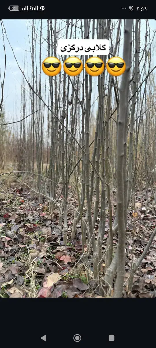 انواع نهال میوه ،پسته ،گردو،صنوبر و کبوده و.|خدمات باغبانی و درختکاری|بیرجند, |دیوار