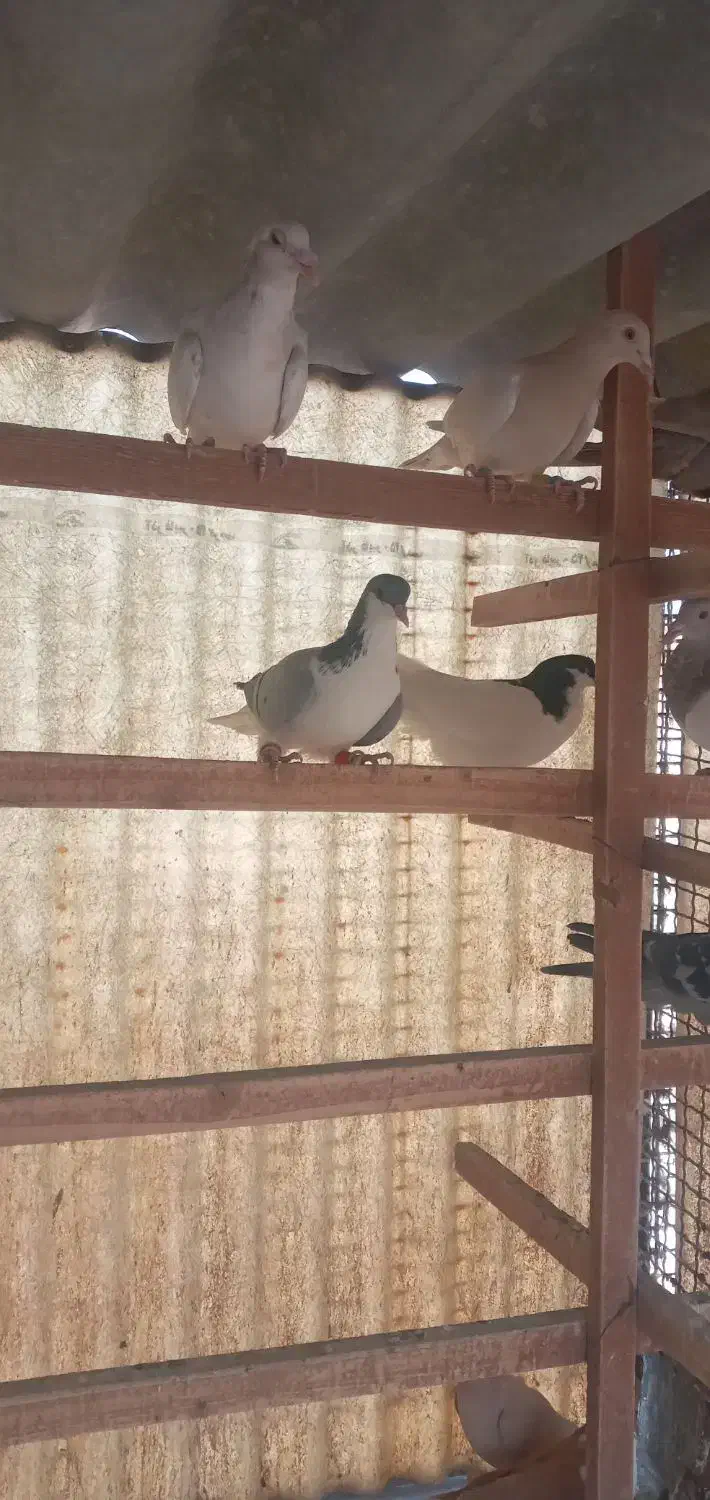 کبوتر رنگی|پرنده|تهران, آهنگ|دیوار