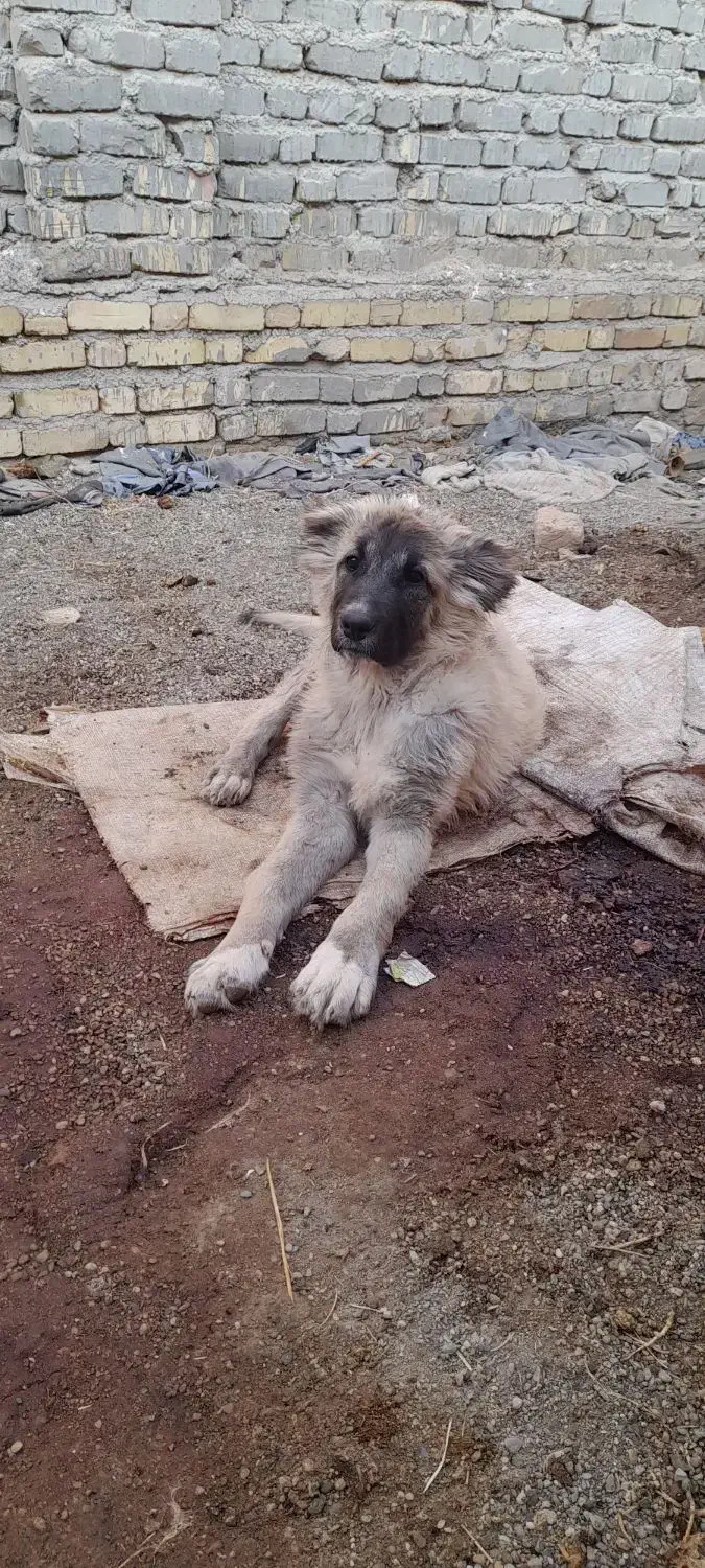 توله سگ ماده|سگ|قیدار, |دیوار