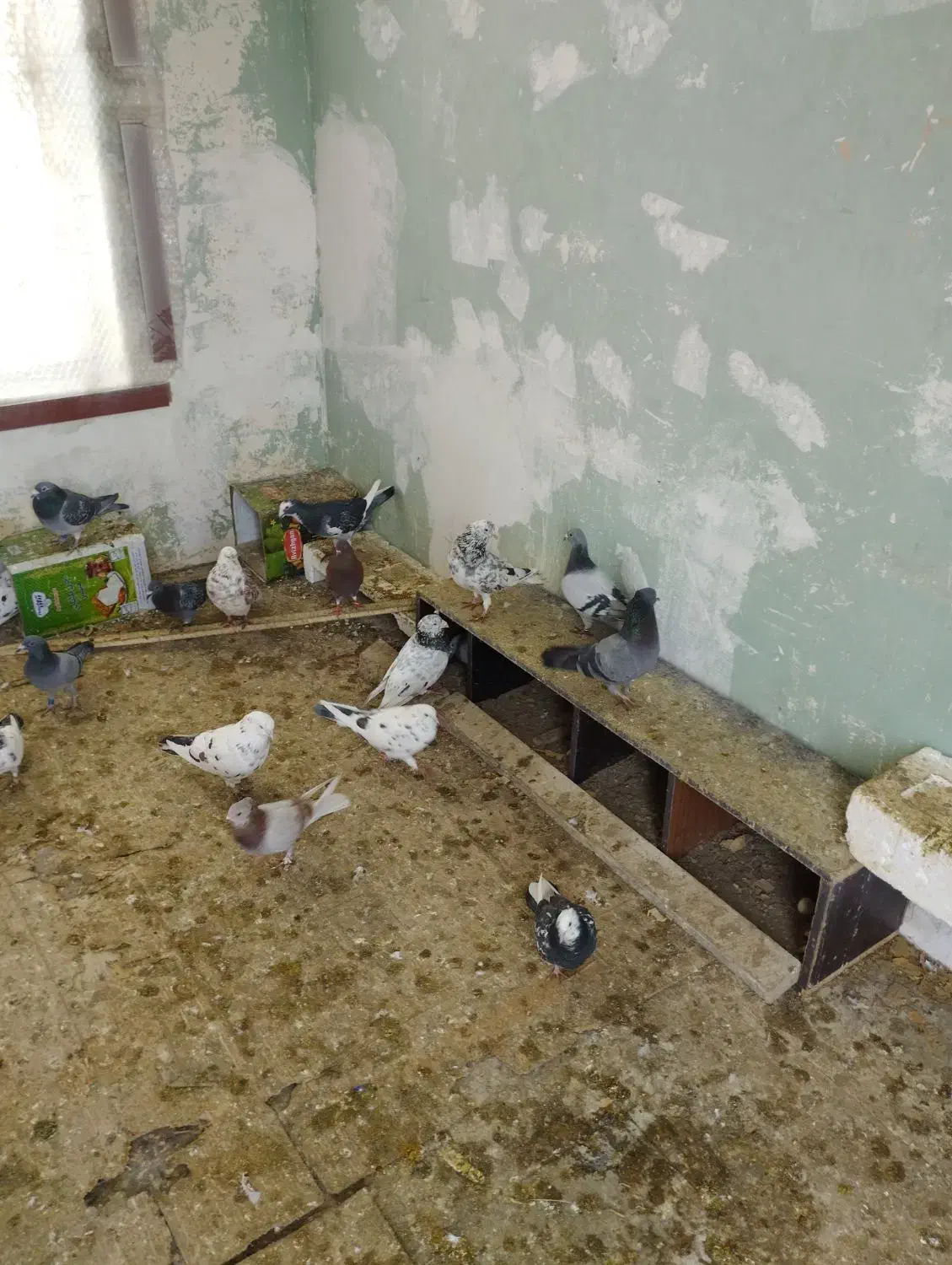 کبوتر رنگی و مصافتی دونه  200 یجا جفتی 800|پرنده|خوانسار, |دیوار