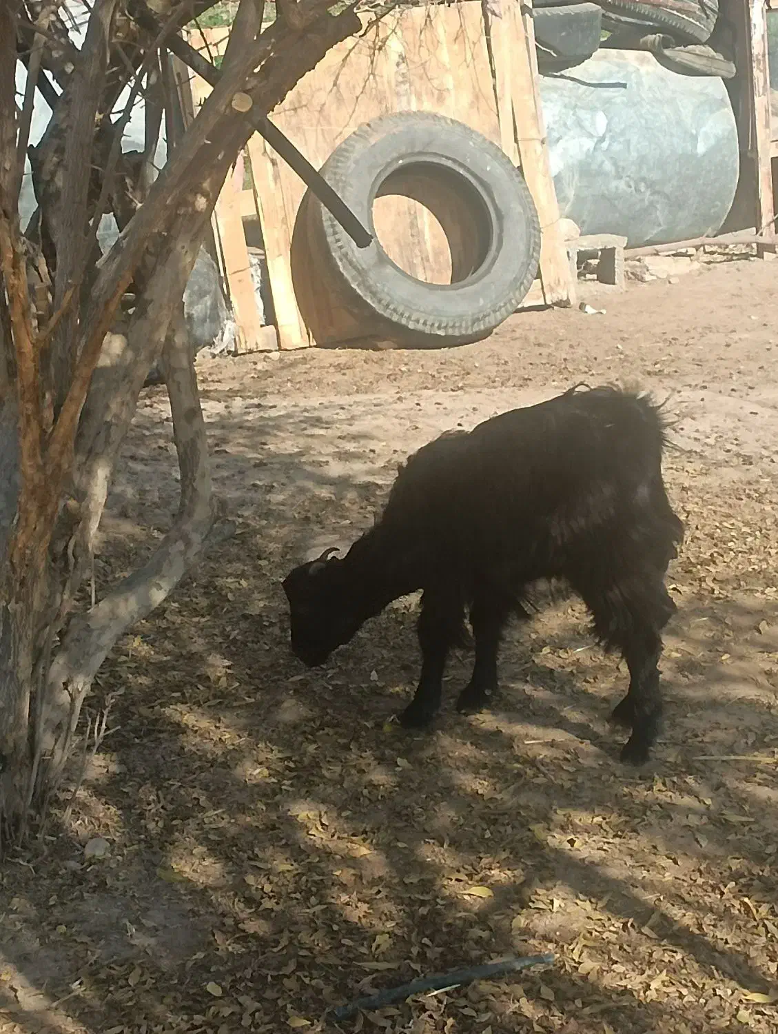 فروش کهر دونه ای ۵|حیوانات مزرعه|داراب, |دیوار