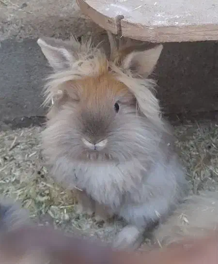 خرگوش|موش و خرگوش|شیراز, جرسقان|دیوار