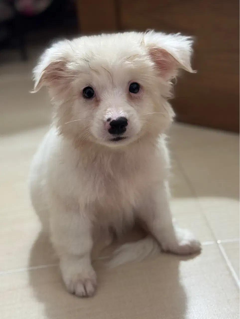 توله اشپیتز|سگ|بندرعباس, |دیوار