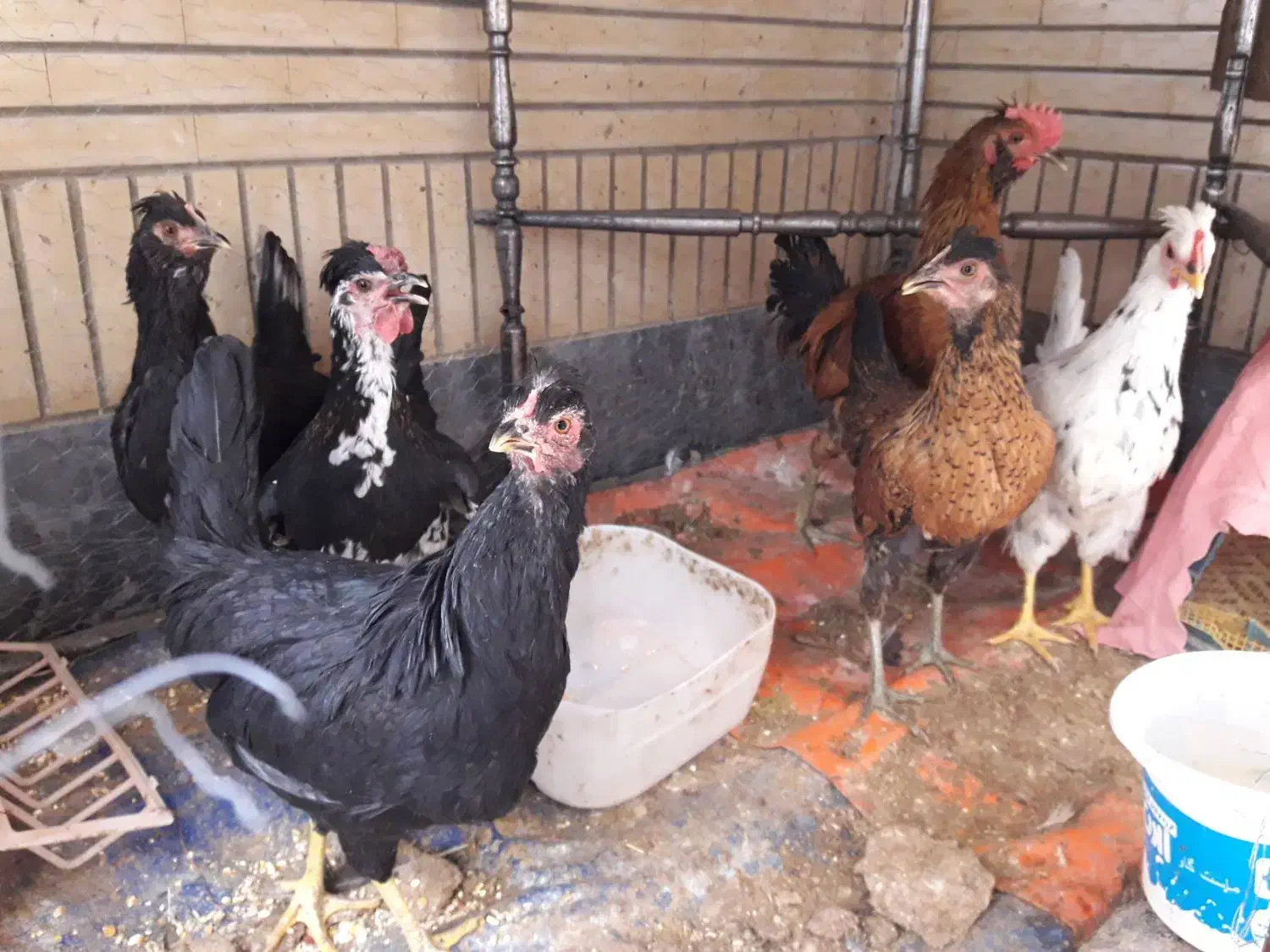 تخم نطفه دار (تخم خروسی)|حیوانات مزرعه|خمینی‌شهر, |دیوار