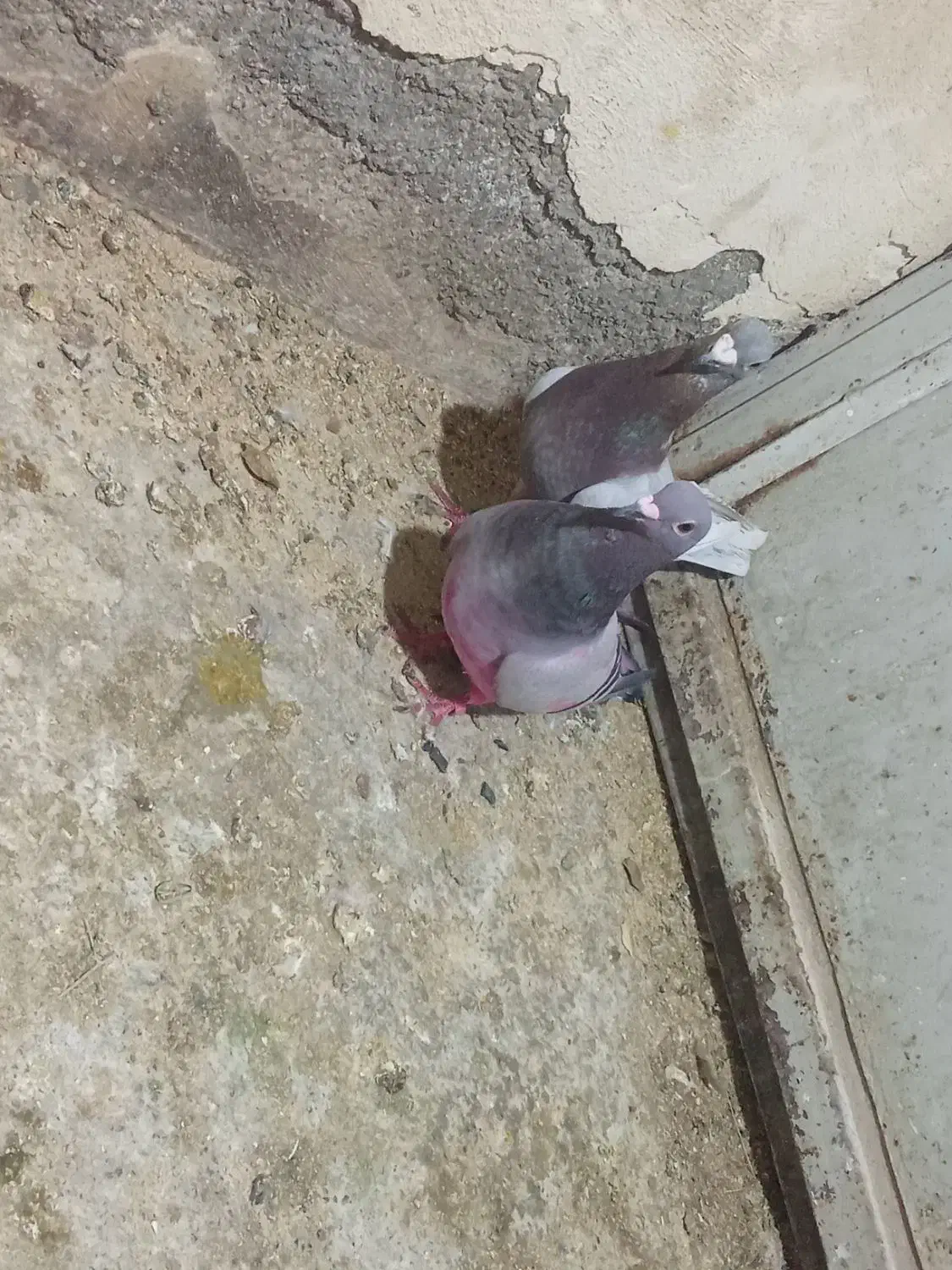 کفتر پلاکی نرماده اصل|پرنده|کوهسار (البرز), |دیوار