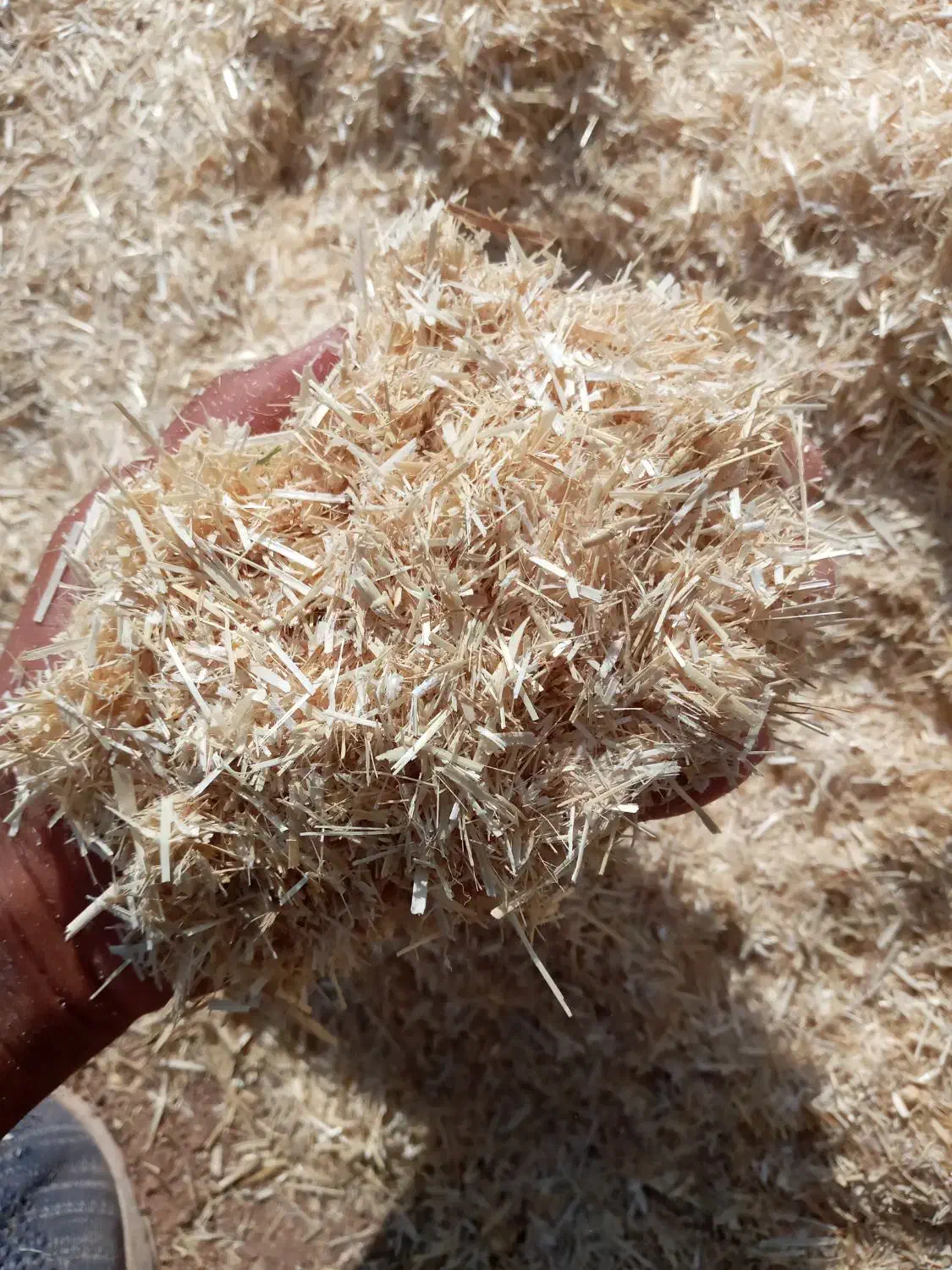 کاه گندم|حیوانات مزرعه|تربت جام, میان جام|دیوار