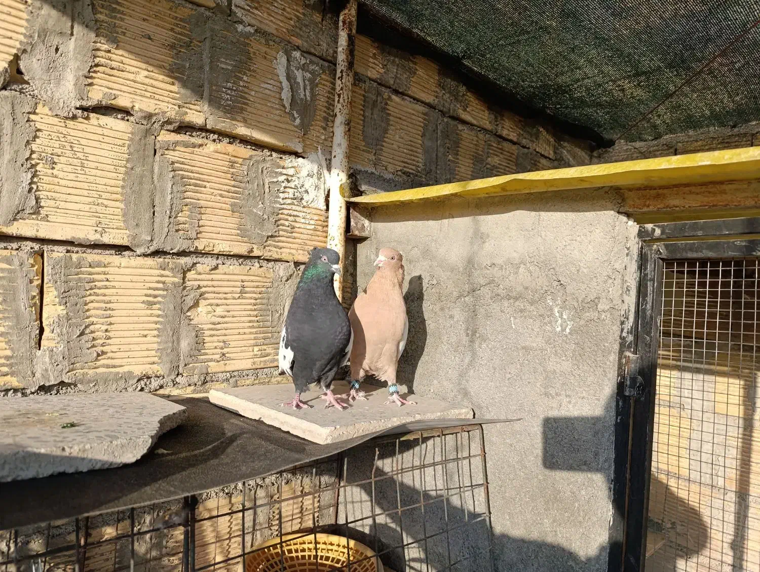 دو جفت سینه ای مشکی و زرد درجه یک|پرنده|زیباشهر, |دیوار