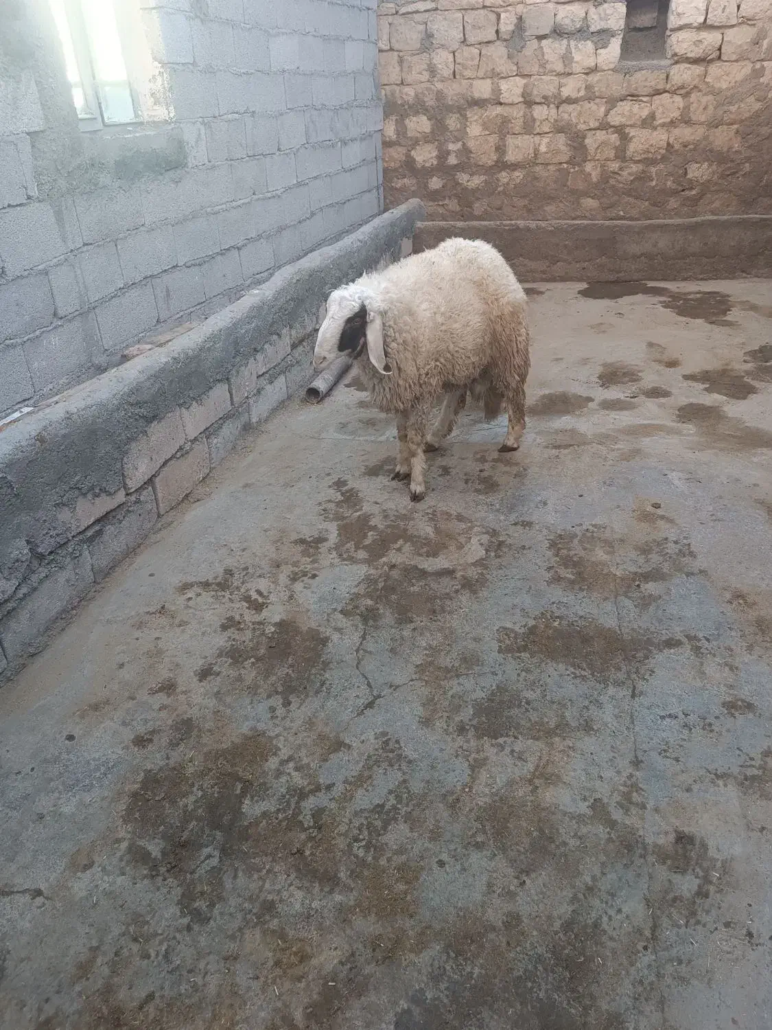 فروش کاوره سنجابی|حیوانات مزرعه|اسلام‌‌آباد غرب, |دیوار