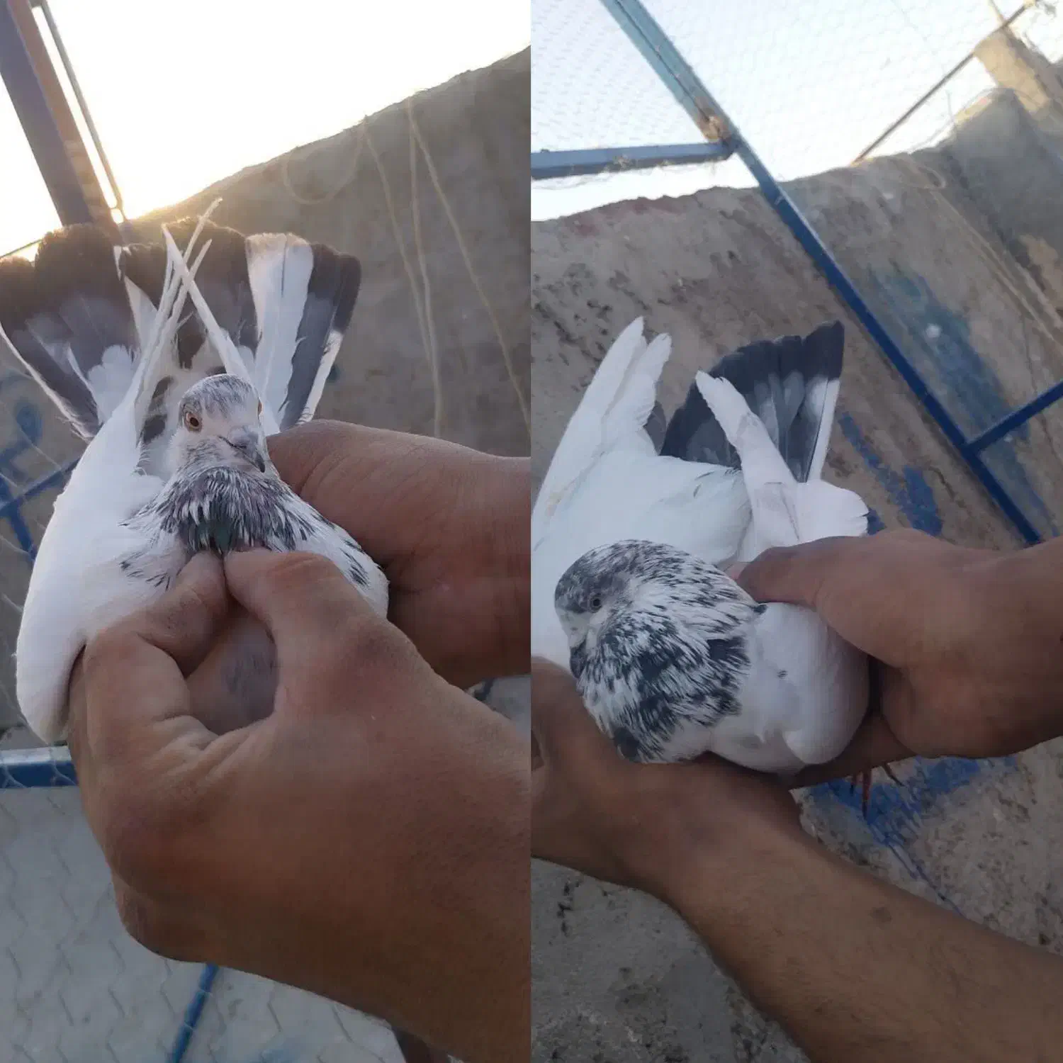 همه پرشی|پرنده|اردکان, |دیوار