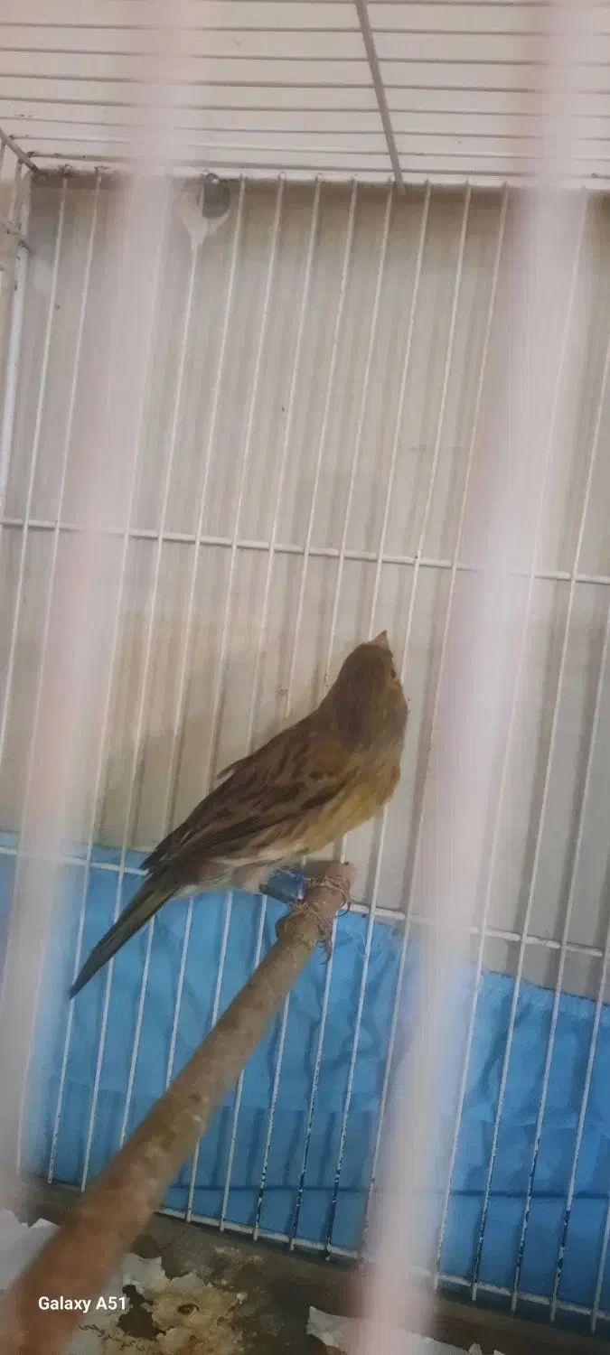 قناری نر زیتونی|پرنده|مشهد, حسینآباد|دیوار