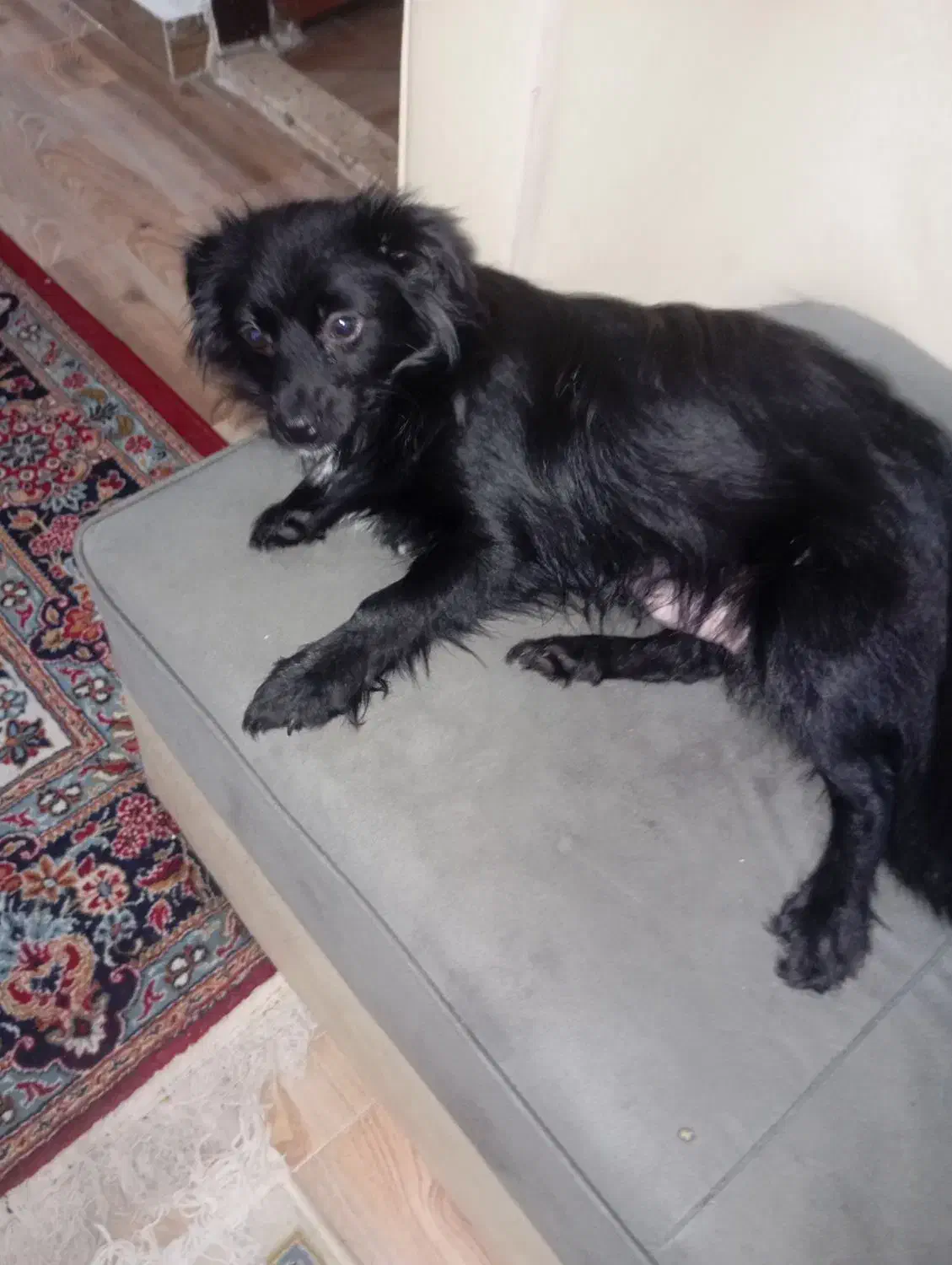 سگ بامزه|سگ|بندر انزلی, لیچارگی حسن رود|دیوار