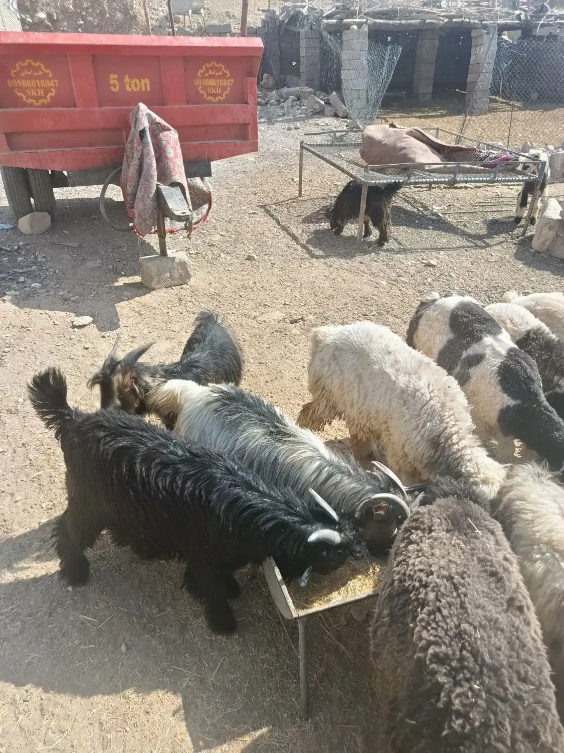 بیگ نر فروشی|حیوانات مزرعه|لالی, |دیوار