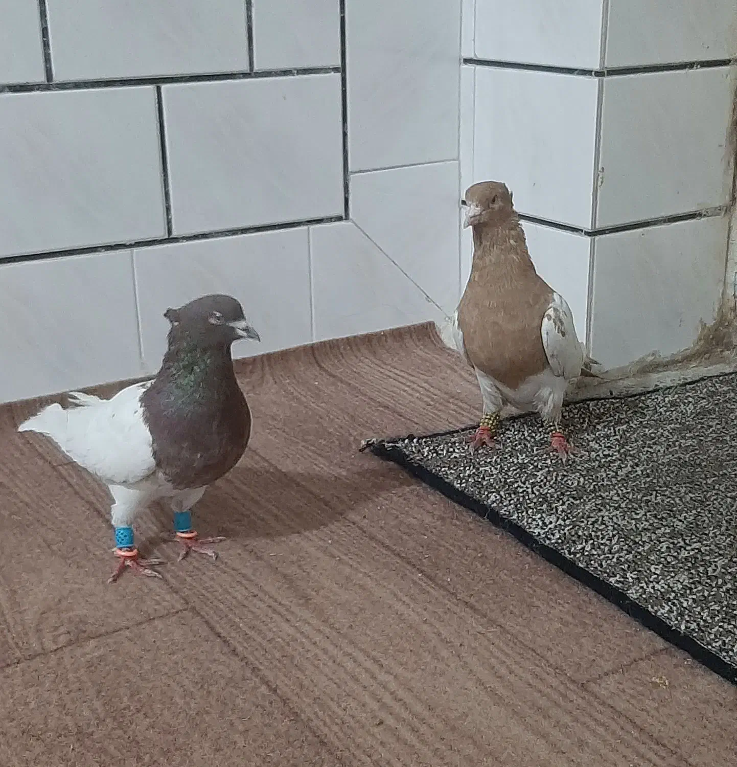 کله ای و طوقی|پرنده|دزفول, |دیوار