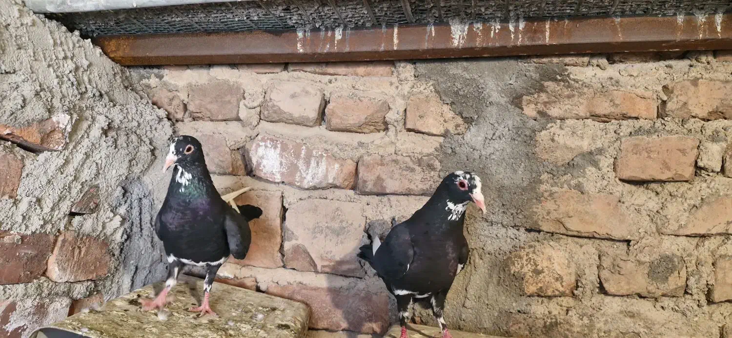 پلنگ جفت|پرنده|چترود, |دیوار