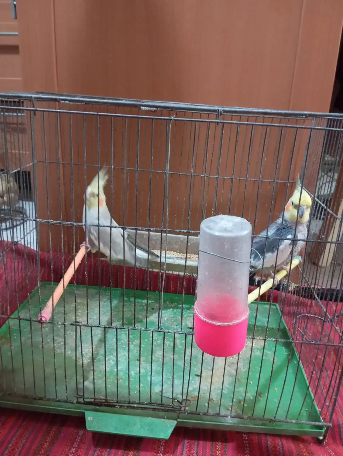 عروس هلندی|پرنده|ری, تقی آباد|دیوار