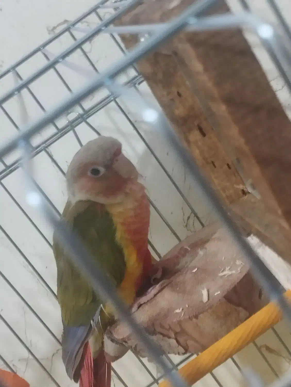 گرینچیک|پرنده|فولادشهر, مسکن مهر فولادشهر|دیوار