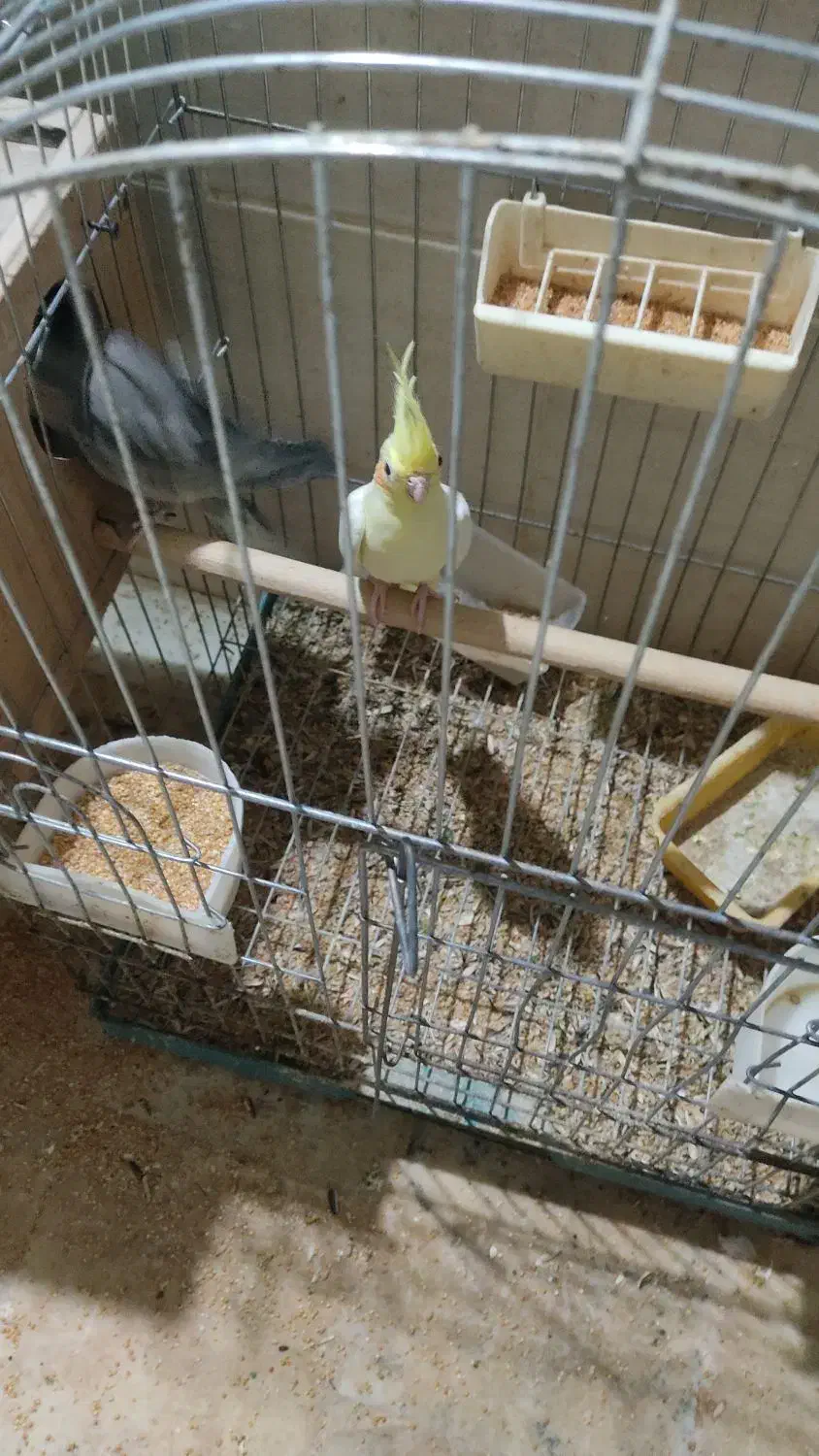 عروس هلندی جفت|پرنده|اردکان, |دیوار