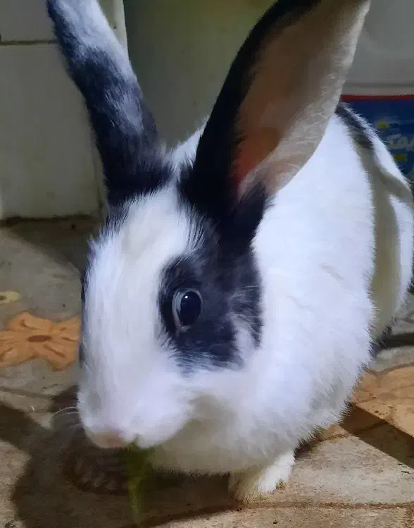 دوتا خرگوش سفید و سیاه و سفید ماده بالغ|موش و خرگوش|محمدشهر, کوی بهار|دیوار