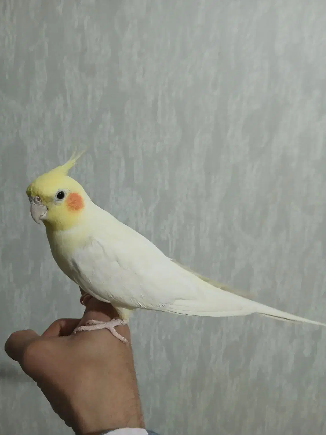 عروس هلندی نر سخن گوعتیقه|پرنده|لالجین, |دیوار