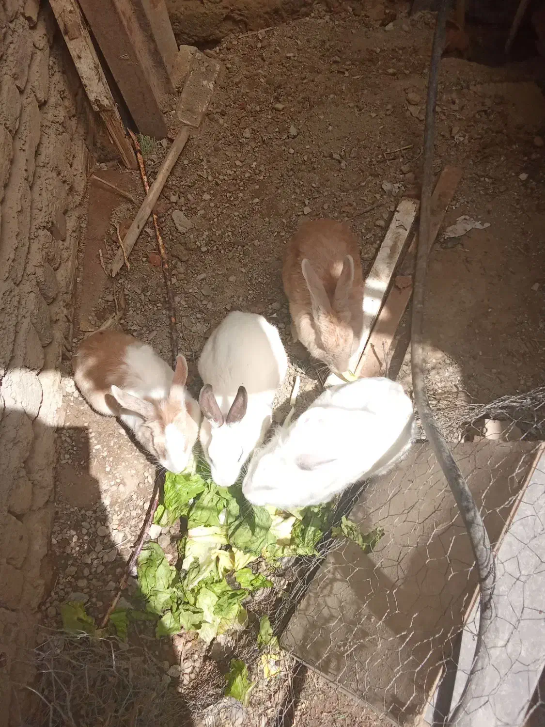 خرگوش|موش و خرگوش|ارومیه, |دیوار