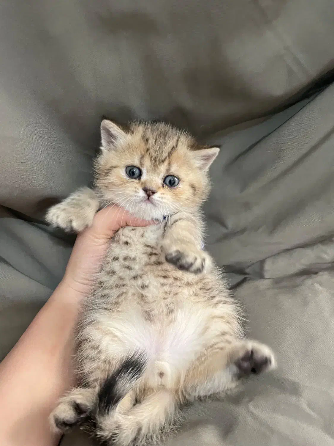 توله گربه بریتیش|گربه|یزد, |دیوار