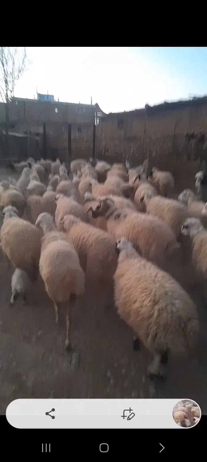 گوسفند|حیوانات مزرعه|کامفیروز, |دیوار