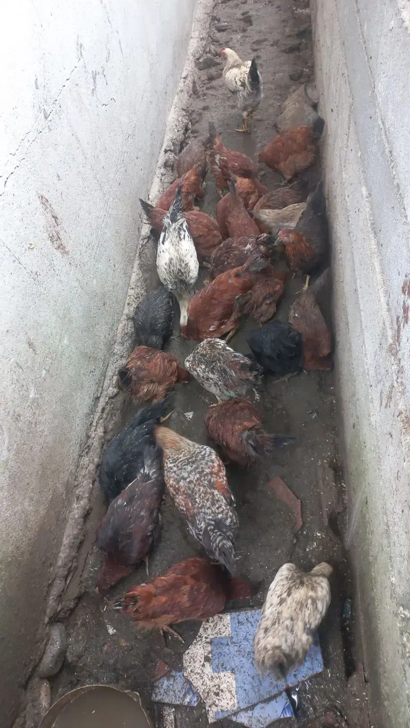 مرغ محلی|حیوانات مزرعه|زرگرشهر, |دیوار