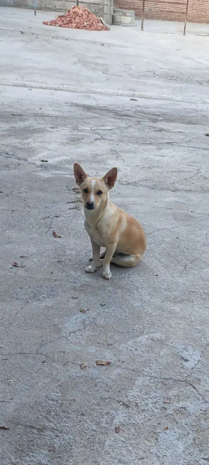 فروش سگ پا کوتاه|سگ|گوگان, |دیوار