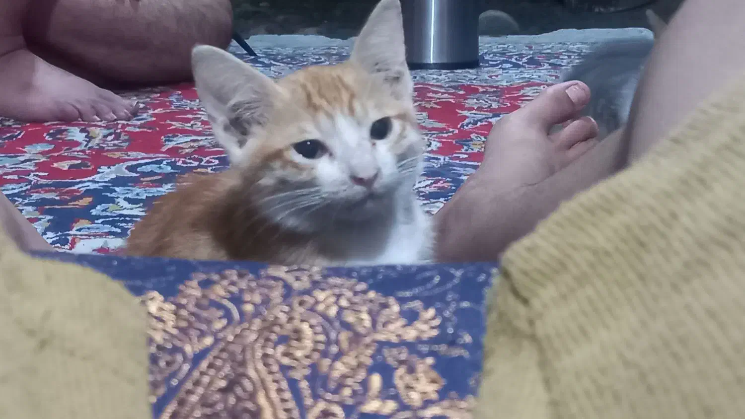 گربه پرشین گارفیلد|گربه|گرگان, |دیوار