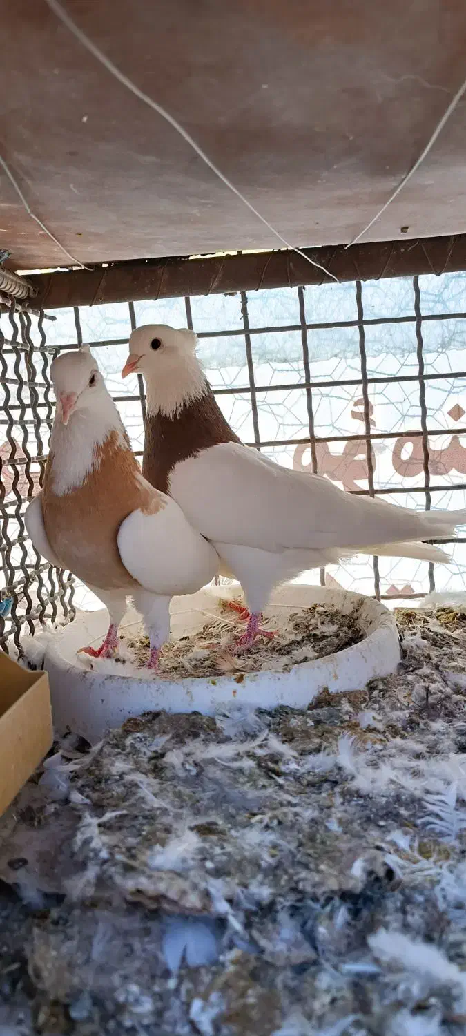 بوم کفتر رنگی طوقی . سرور . تهرونی پرشی . راعبی|پرنده|باغ بهادران, |دیوار