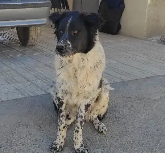 سگ گله|حیوانات مزرعه|فرخشهر, |دیوار