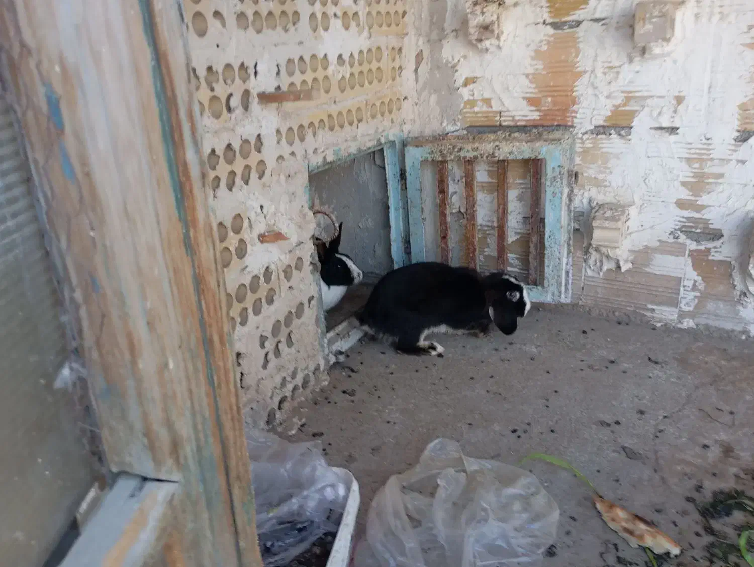 خرگوش لپ جفت|موش و خرگوش|بجنورد, |دیوار