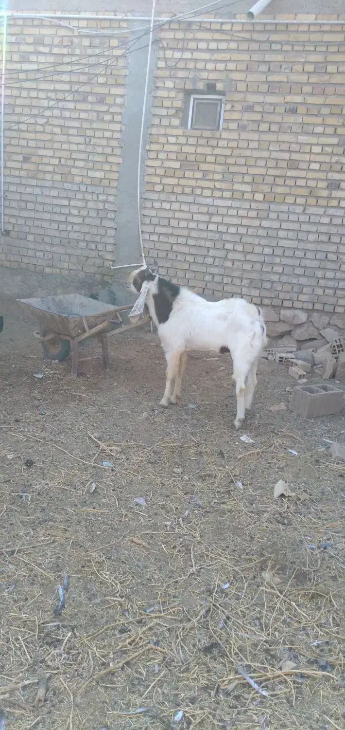 نربز گلابی پاکستانی|حیوانات مزرعه|شاهرود, |دیوار