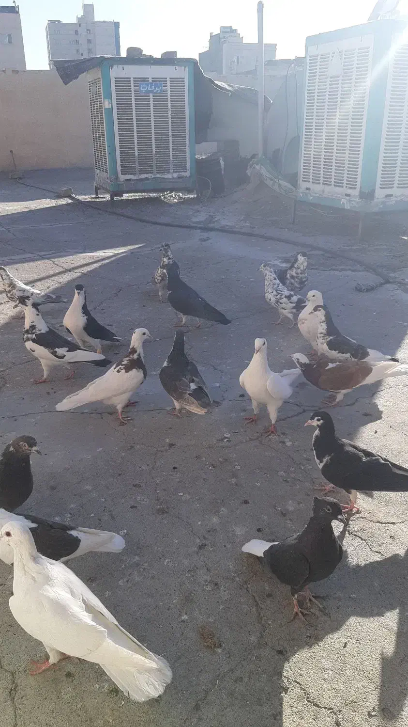 تعدادی کبوتر به فروش می رسد|پرنده|مشهد, ادیب نیشابوری (شهرک غرب)|دیوار