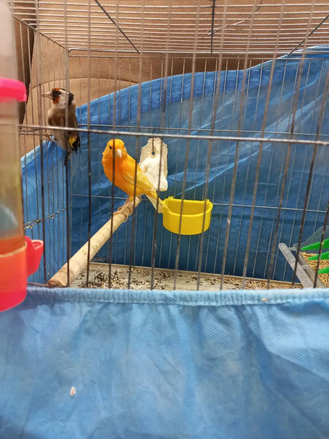 قناری و سهره نر|پرنده|قزوین, |دیوار