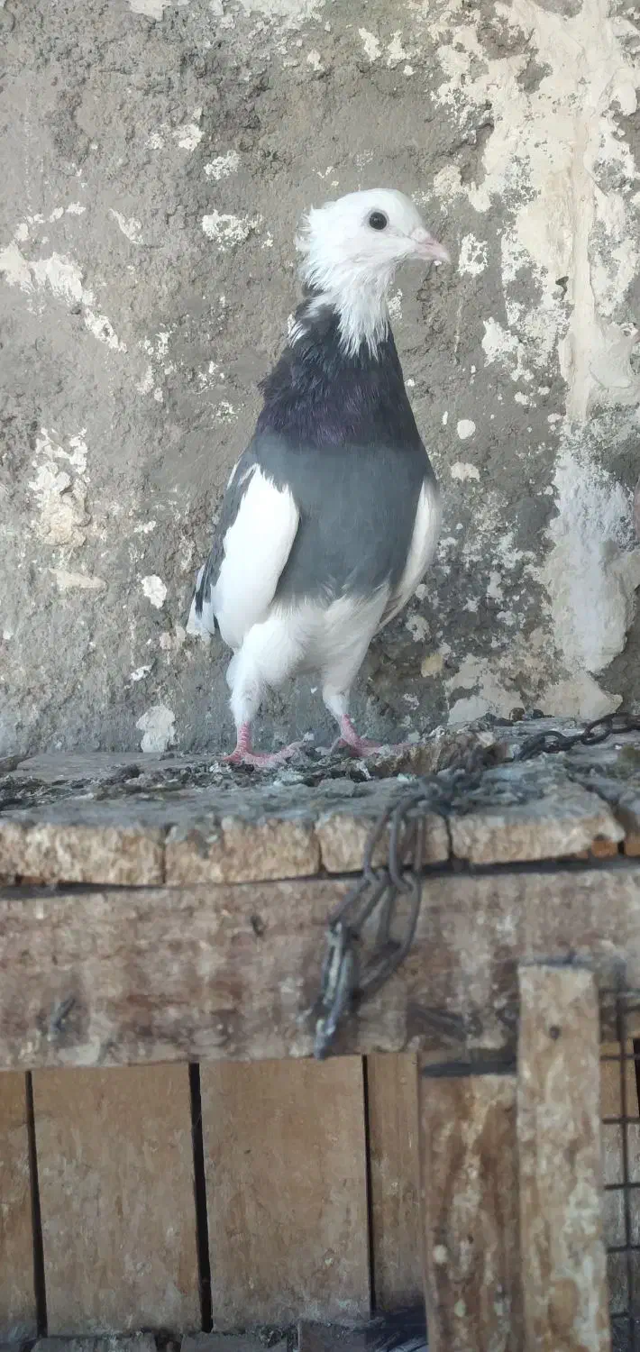 کبوتر طوقی کاکلی|پرنده|قم, الوندیه و گذر صادق|دیوار