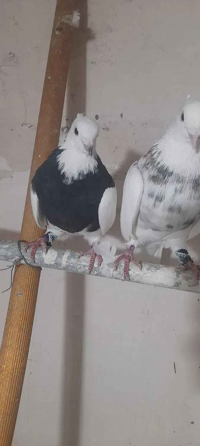 کبوتر طوقی نسل اجوری زری قهوای|پرنده|سنندج, |دیوار