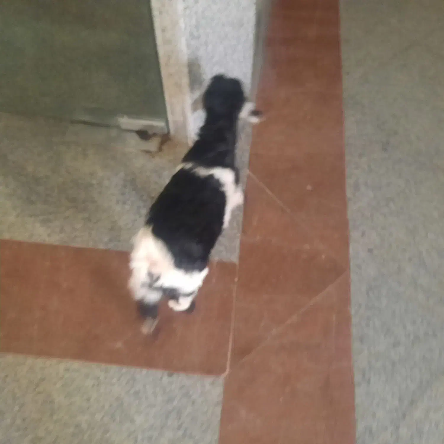 بزغاله شیری|حیوانات مزرعه|اصفهان, ناژوان|دیوار