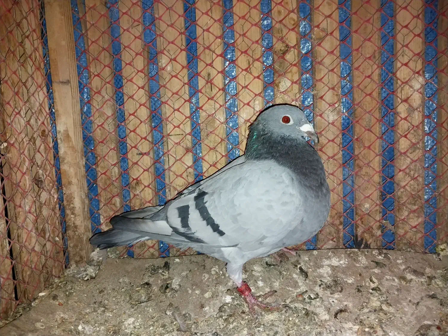 کبوتر مسافتی|پرنده|مشهد, کوی دروی|دیوار