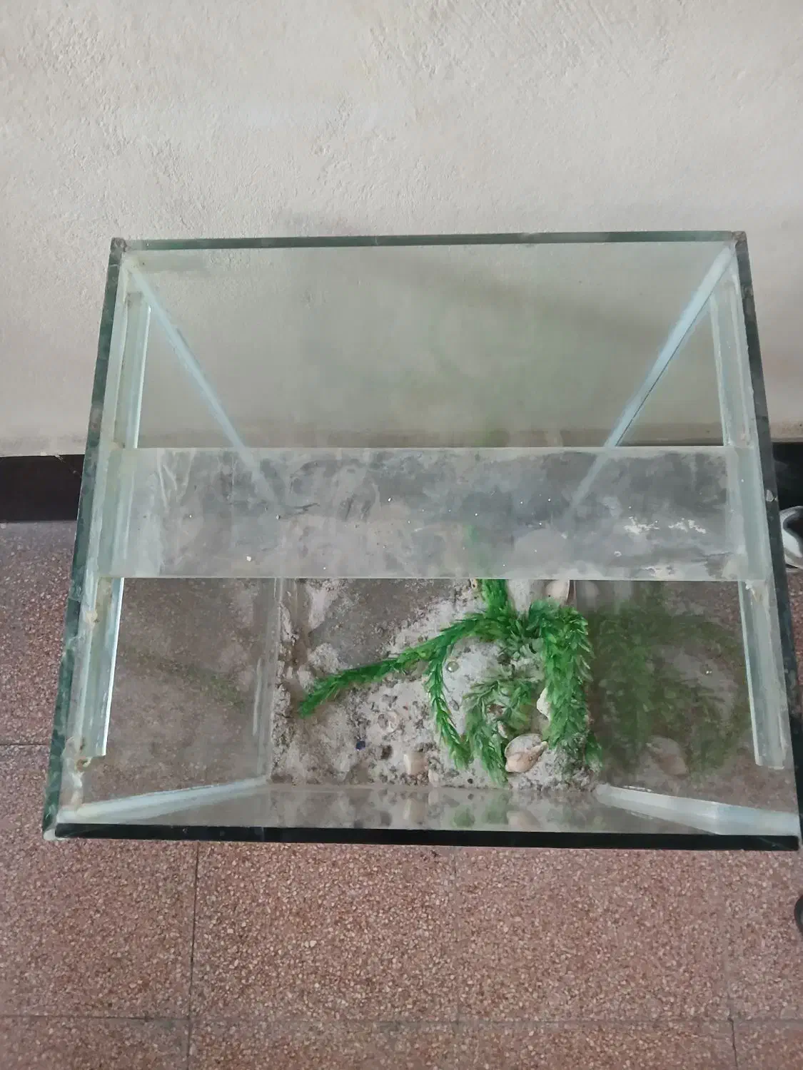 شیشه‌ای  آکواریوم|ماهی|لنگرود, |دیوار