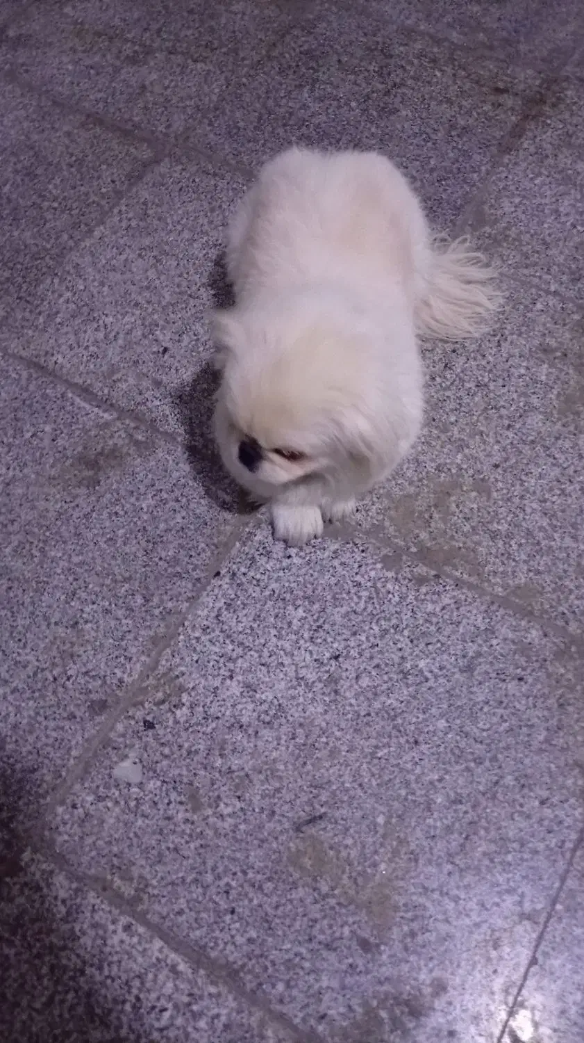 واگذاری سگ نر|سگ|پردیس, فاز ۱۱|دیوار