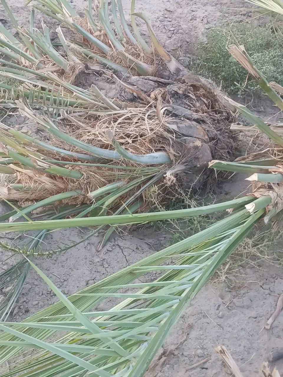 پاجوش درخت مضافتی|گل و گیاه طبیعی|ریگان, |دیوار