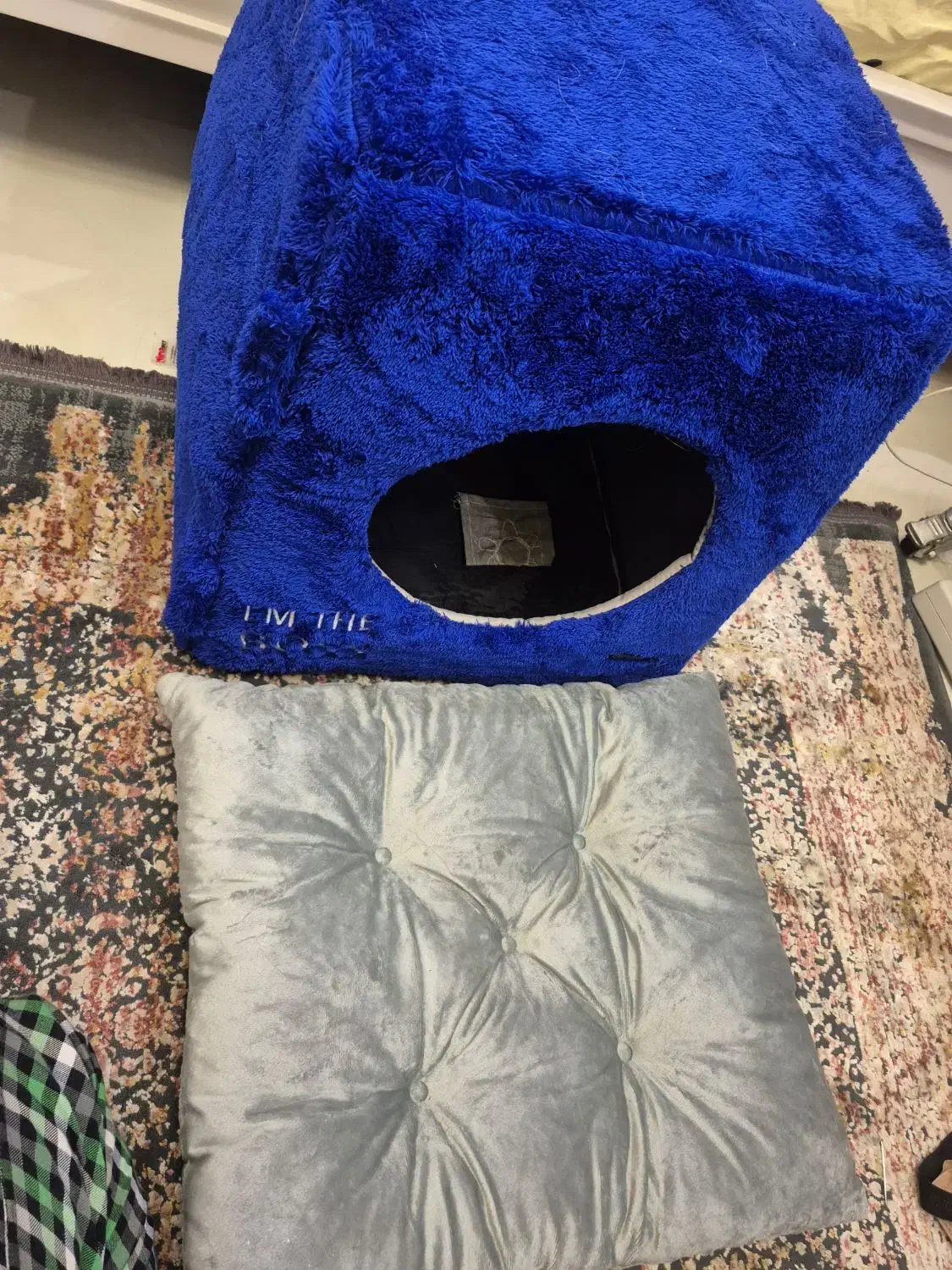 گربه نر شناسنامه دار نژاد اسکاتیش|گربه|اردبیل, |دیوار