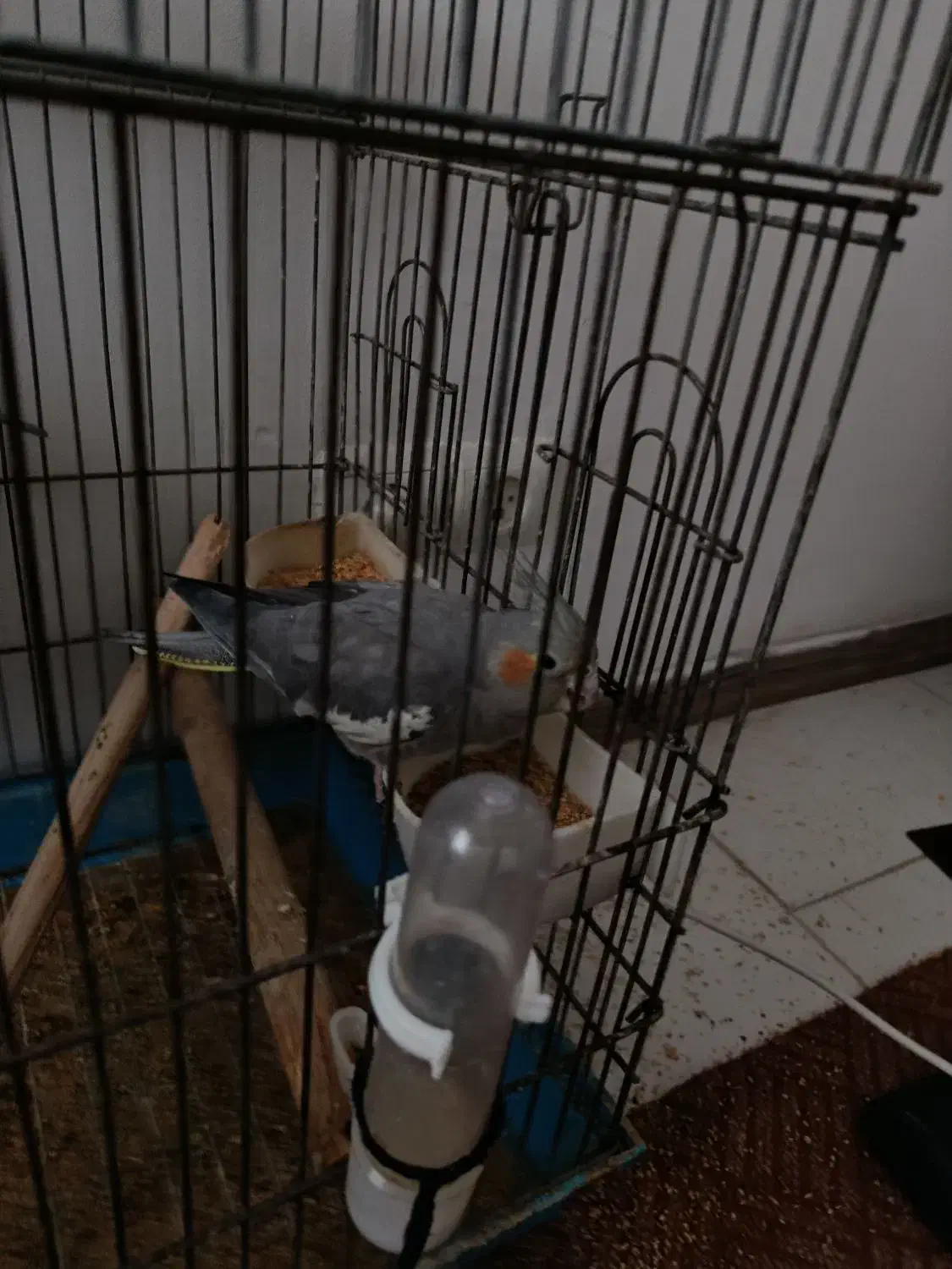 4عروس هلندی و یه دونه جوجه|پرنده|هشتگرد, خور|دیوار