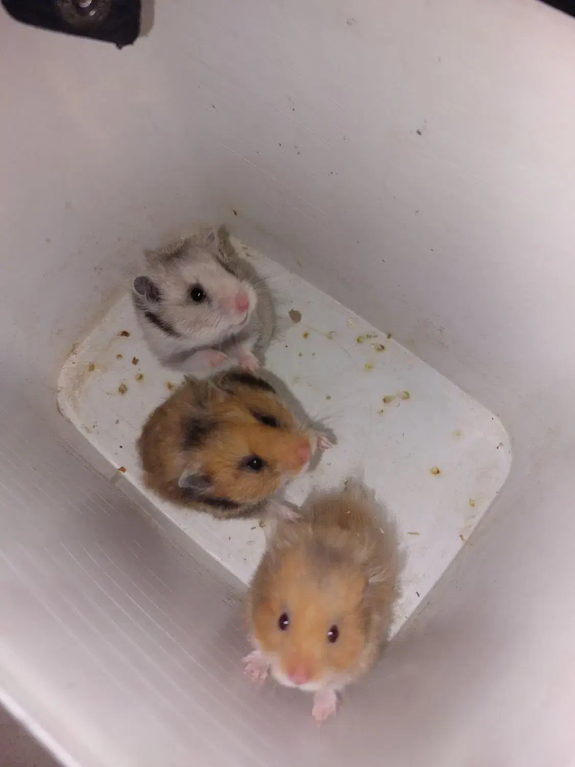 همستر کمپل|موش و خرگوش|خرمآباد, |دیوار