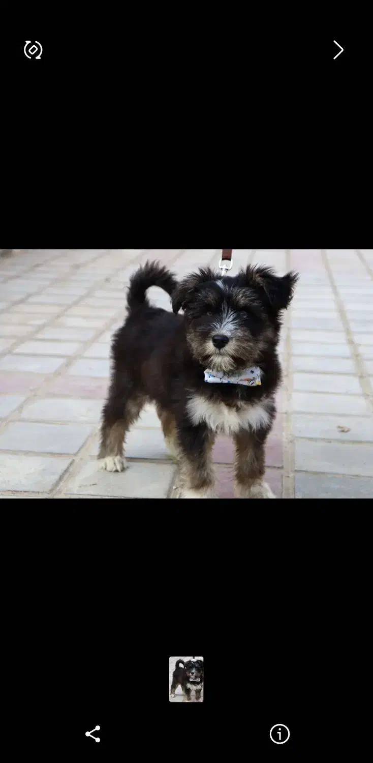 سگ خونگی|سگ|قم, انسجام|دیوار