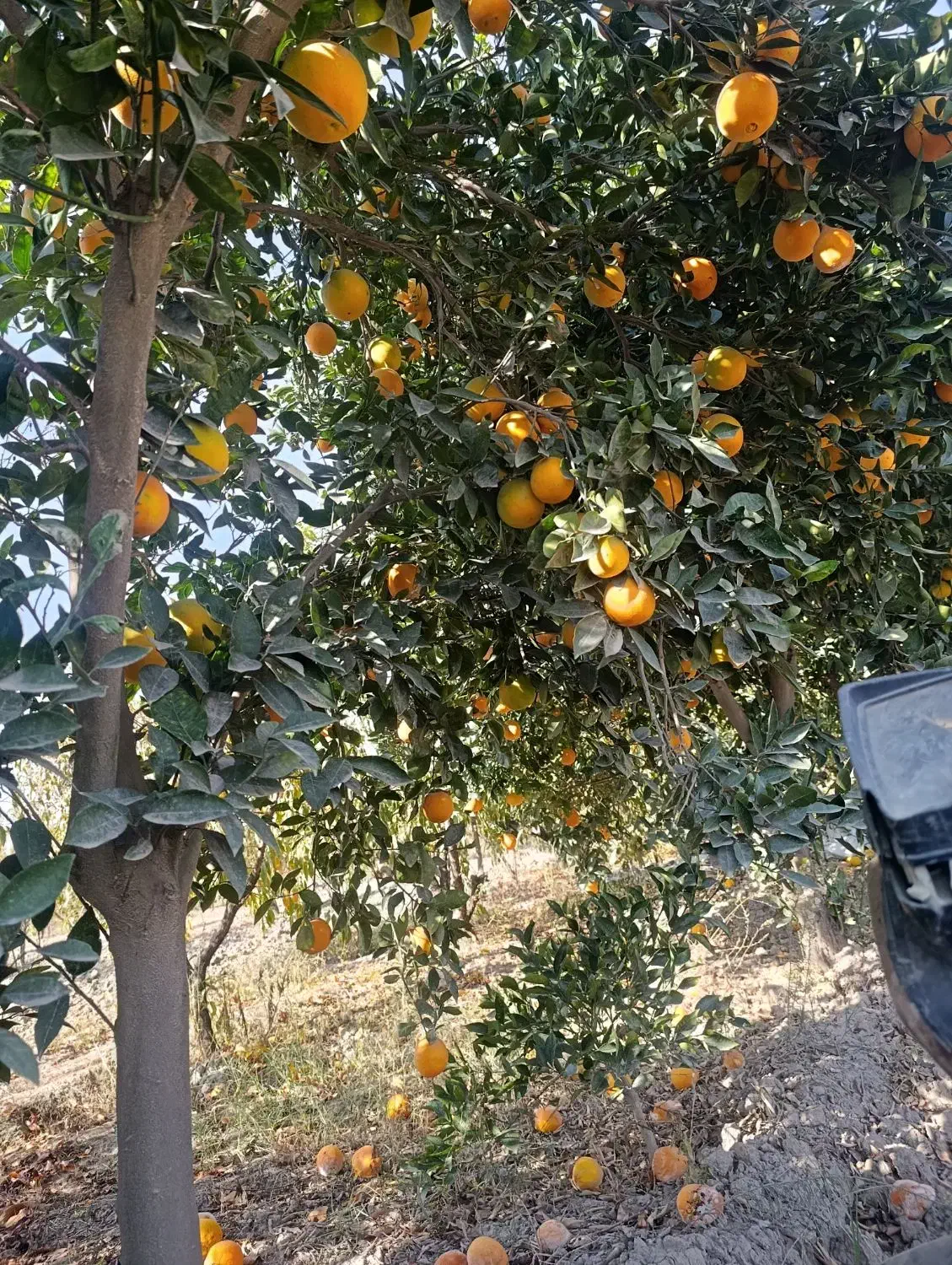 تامسون شیرین|عمده‌فروشی|رامیان, |دیوار