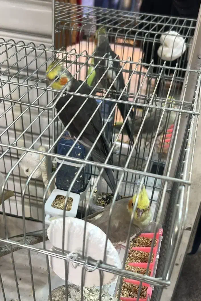 عروس هلندی|پرنده|تهران, هفده شهریور|دیوار